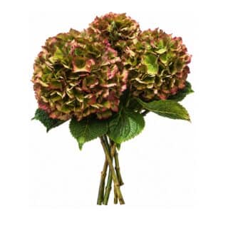 Hortensie herbstlich